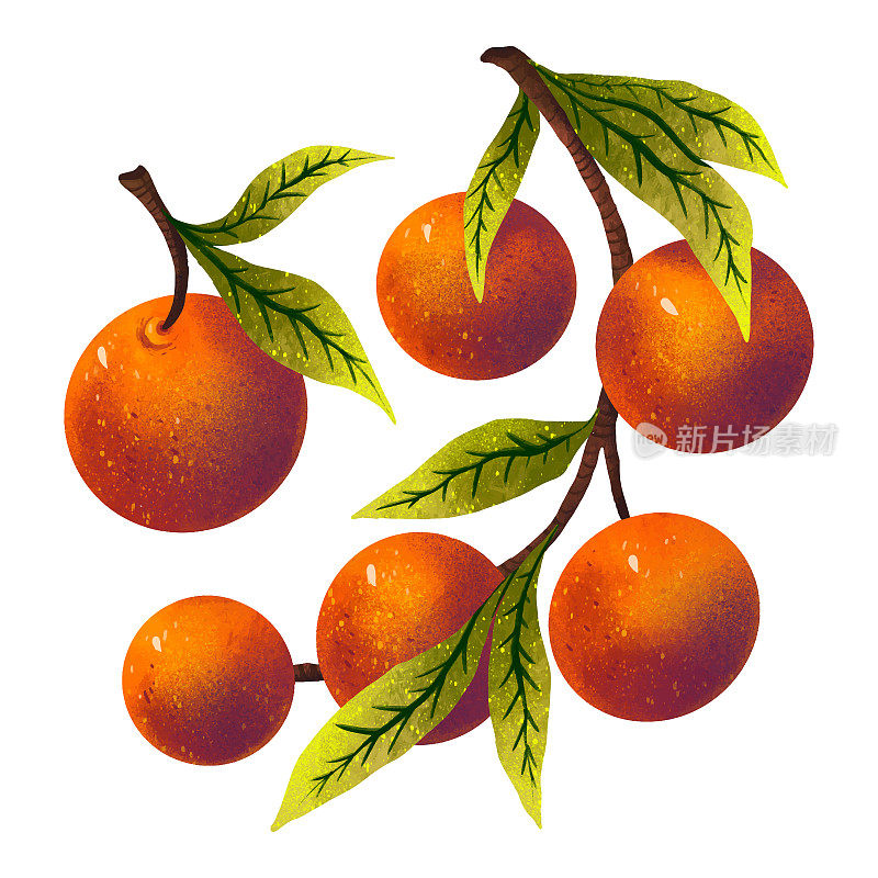 New Year's set of illustrations tangerines on a branch and one tangerine separately bright colorful